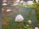 PICTURES/Deer Creek Trail/t_Artsy Water Shot.JPG